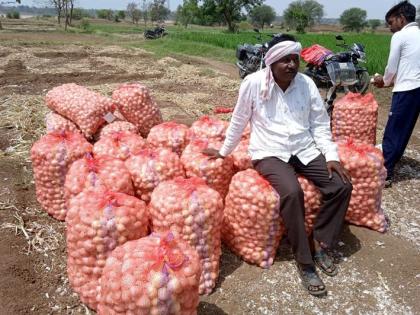 A farmer in Bhandara district harvested 75 quintals of onion in 20 guntas | भंडारा जिल्ह्यातील शेतकऱ्याने २० गुंठ्यात पिकविला ७५ क्विंटल कांदा