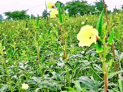 Horticulture in three acres | तीन एकरातून फुलविली बागायती शेती Horticulture in three acres | तीन एकरातून फुलविली बागायती शेती