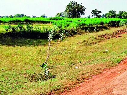 Crop planting on government land | शासकीय भूखंडावर पिकाची लागवड