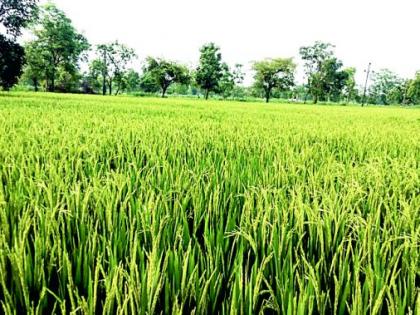 Drain the water from the soaked paddy | लोंबी आलेल्या धानाच्या बांधातील पाणी बाहेर काढा