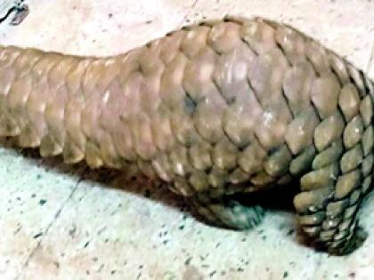 Rare scaly cat found in well at Borgaon | बोरगाव येथे विहिरीत आढळला दुर्मिळ खवल्या मांजर Rare scaly cat found in well at Borgaon | बोरगाव येथे विहिरीत आढळला दुर्मिळ खवल्या मांजर