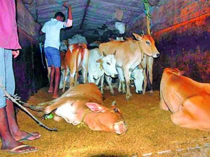Rescue of 39 animals for slaughter at Senthurwafa | सेंदूरवाफा येथे कत्तलीसाठी जाणाऱ्या ३९ जनावरांची सुटका Rescue of 39 animals for slaughter at Senthurwafa | सेंदूरवाफा येथे कत्तलीसाठी जाणाऱ्या ३९ जनावरांची सुटका