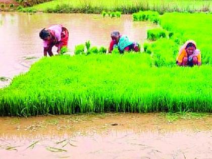 Avatya cultivation in 419 hectares in Lakhni taluka | लाखनी तालुक्यात ४१९ हेक्टरमध्ये आवत्याची लागवड