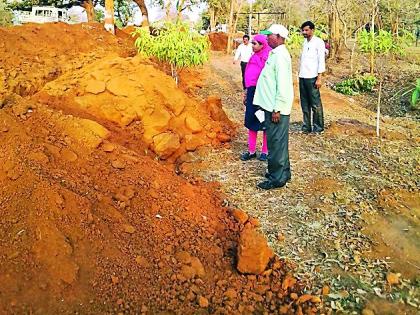 Social forestry plantation brood | सामाजिक वनीकरणाच्या झाडांवर कुऱ्हाड