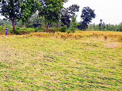 The return rainfall will be compensated | परतीच्या पावसाची नुकसानभरपाई मिळणार The return rainfall will be compensated | परतीच्या पावसाची नुकसानभरपाई मिळणार