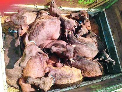 Police launched a drive against smuggling of animals | जनावर तस्करीविरूद्ध पोलिसांची धडक मोहीम