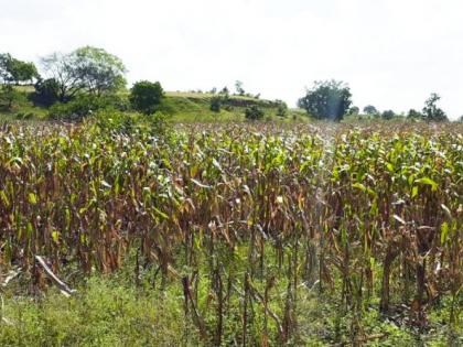 Fodder scarcity ware; Waiting for solutions | चारा टंचाईचे सावट; उपाययोजनांची प्रतीक्षा