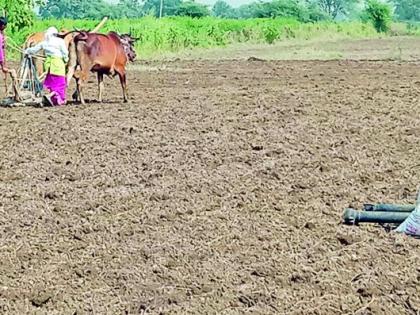 Farmers' ax on Rabi season | रब्बी हंगामावर शेतकऱ्यांची धुरा Farmers' ax on Rabi season | रब्बी हंगामावर शेतकऱ्यांची धुरा