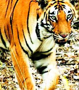 Due to the presence of Waghini, tigers are a sign of tigers | वाघिणीच्या वास्तव्यामुळे टेमुर्डा परिसरात वाघ येण्याचे संकेत