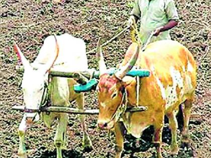 Girls say, do not be a farmer's husband. | मुली म्हणतात, शेतकरी नवरा नको गं बाई...