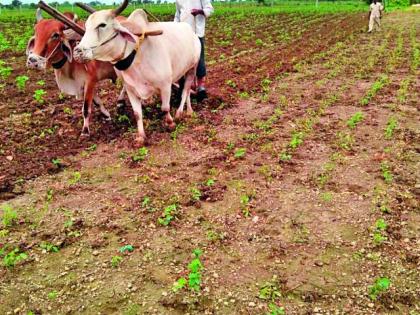 Anchor runs on a standing crop in the season | ऐन हंगामात उभ्या पिकावर चालविला नांगर