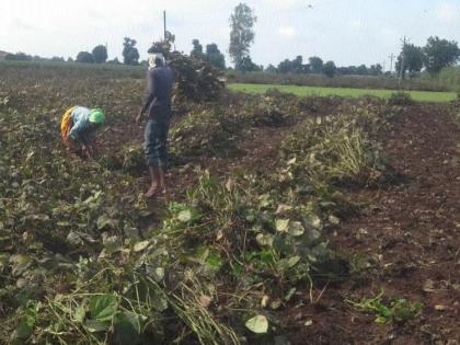 Rotten urad and greens were uprooted and thrown away | सडलेले उडीद आणि मूग उपटून फेकले