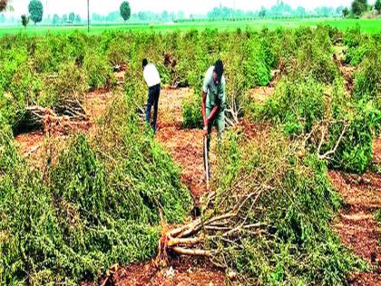 Attacks of various diseases: Planting of paddy plantation by farmers who are tired of indebtedness; | विविध रोगांचे आक्रमण : कर्जबाजारीपणाला कंटाळून शेतकºयांकडून बागा उद्ध्वस्त करण्याचा सपाटा डाळिंबाचे आगार ‘तेल्या’ने बेजार!