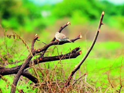 Shocking; Hundreds of bird nests destroyed for the road | धक्कादायक; रस्त्यासाठी शेकडो पक्ष्यांची शेकडो घरटी उद्ध्वस्त 