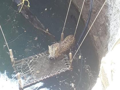 After 12 hours, the leopard was taken out of the well | विहिरीत पडलेल्या बिबट्याला काढले १२ तासानंतर बाहेर