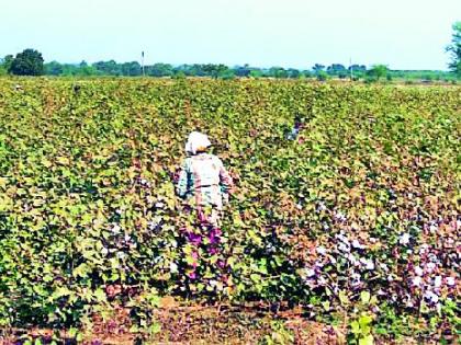 Before harvesting cotton | वेळेपूर्वीच कापूस करपला