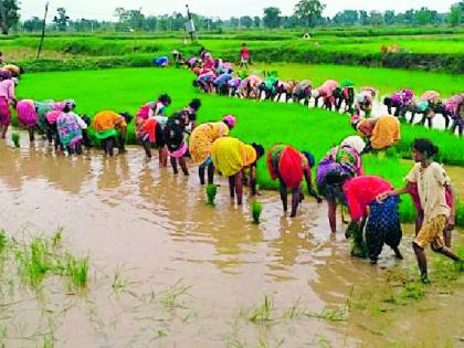 The tune on the field embankment disappeared during the planting | रोवणीदरम्यान शेताच्या बांधावरील सूर झाले लुप्त The tune on the field embankment disappeared during the planting | रोवणीदरम्यान शेताच्या बांधावरील सूर झाले लुप्त