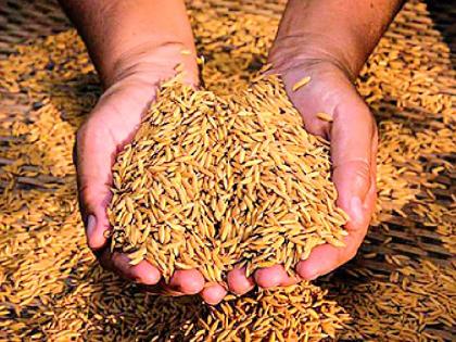 A thorough investigation of agricultural centers in Desaiganj is underway | देसाईगंजातील कृषी केंद्रांची कसून चौकशी सुरू A thorough investigation of agricultural centers in Desaiganj is underway | देसाईगंजातील कृषी केंद्रांची कसून चौकशी सुरू