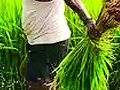 So far, paddy has been planted on 24,000 hectares | आतापर्यंत २४ हजार हेक्टरवर धान रोवणी