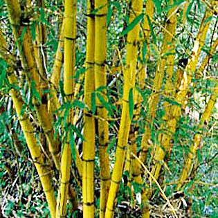 Bamboo production declined in villages coming under PESA this year | पेसाअंतर्गत येणाºया गावांमध्ये यावर्षी बांबू उत्पादन घटले