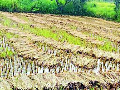 Famine crisis on paddy area in 1 lakh 90 hectares | १ लाख ९० हेक्टरमधील धानपिकावर अवकाळीचे संकट Famine crisis on paddy area in 1 lakh 90 hectares | १ लाख ९० हेक्टरमधील धानपिकावर अवकाळीचे संकट