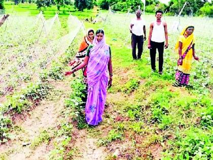 Cultivation of vegetable crops | उमऱ्या पद्धतीने भाजीपाला पिकाची लागवड