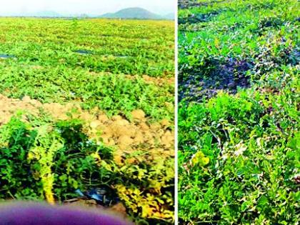 Illegal planting of turquoise in Itiadoh badge | इडियाडोह बुडीत क्षेत्रात टरबुजाची अवैध लागवड