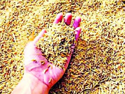 63 thousand quintals of seed for Kharif | खरिपासाठी ६३ हजार क्विंटल बियाणे