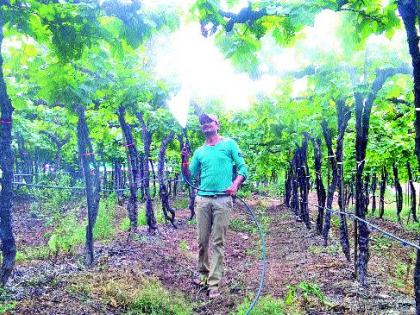 The grapevines strike out prematurely | द्राक्षबागांना अवकाळीचा तडाखा