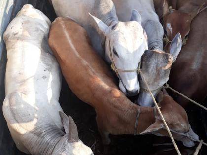  A car carrying animals for slaughter was captured | कत्तलीसाठी जनावरे घेऊन जाणारे वाहन पकडले