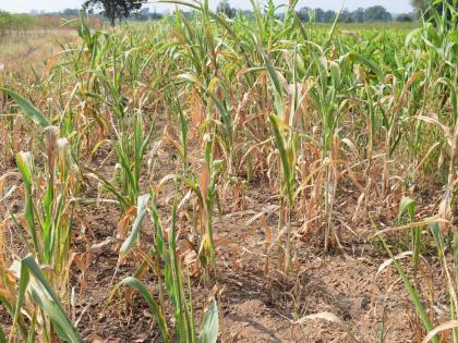 Negligible yield in good field | भल्या मोठ्या क्षेत्रातही नगण्य उत्पन्न