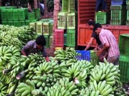 Demand for bananas in Karmala Anmadha taluka in North India | करमाळा अन् माढा तालुक्यातील केळीला उत्तर भारतात मागणी