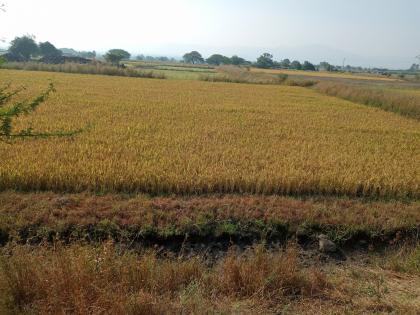 Rice crops are still in the field due to lack of wages | मजुरा अभावी भाताचे पिक अजुनही शेतात