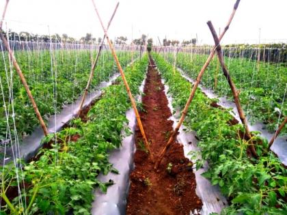 Due to incessant rains, tomato crop is affected | संततधार पावसामुळे टमाटा पिकावर संक्रांत