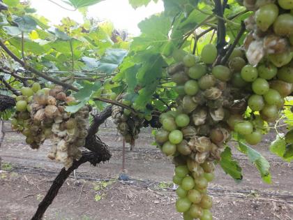 Due to climate change the grapevine breaks | वातावरणातील बदलामुळे द्राक्ष मण्यांना तडे