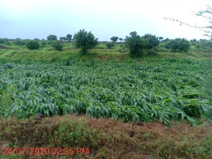 Maize crop leveled in Nandgaon taluka due to strong winds | नांदगाव तालुक्यात वादळी वाऱ्याने मका पीक भुईसपाट