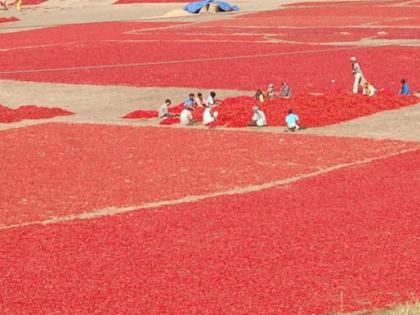 Farmers in drought condition: They are saved by pepper | दुष्काळी स्थितीत शेतक:यांना मिरचीने तारले