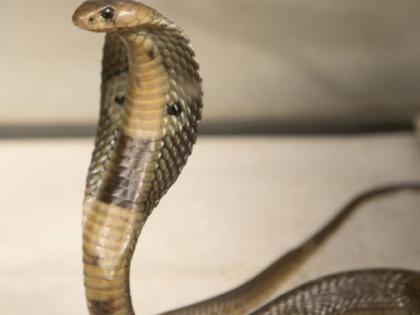 Release of Nagoba's serpent friend from the operating room | शस्त्रक्रिया गृहातील नागोबाची सर्पमित्राकडून सुटका Release of Nagoba's serpent friend from the operating room | शस्त्रक्रिया गृहातील नागोबाची सर्पमित्राकडून सुटका
