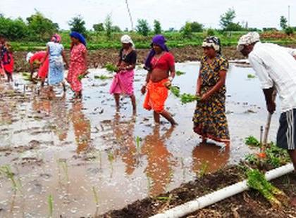 Prolonged rains are likely to reduce yields | पाऊस लांबल्याने उत्पन्नात घट येण्याची शक्यता