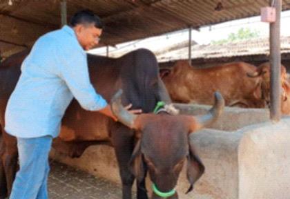 Sakalla Gir cow stable from the hobby | छंदातून साकारला गीर गायींचा तबेला Sakalla Gir cow stable from the hobby | छंदातून साकारला गीर गायींचा तबेला