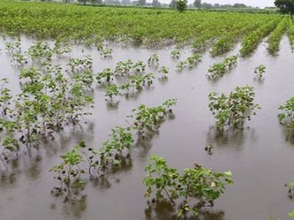 Crop damage due to continuous rains | पावसाच्या सततधारेमुळे पिकांचे नुकसान Crop damage due to continuous rains | पावसाच्या सततधारेमुळे पिकांचे नुकसान