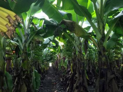 'Korana' hit banana exports | केळी निर्यातीला ‘कोराना’चा फटका 'Korana' hit banana exports | केळी निर्यातीला ‘कोराना’चा फटका