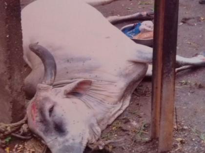 Cow killed by touch of lightning pole | वीज पोलला स्पर्श झाल्याने गाय ठार