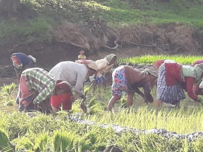 The tone of Rama Ho Rama in the rice paddy, the movement of traditional songs | भाताच्या शिवारात रामा हो रामाचे स्वर, पारंपरिक गीतांची चलती