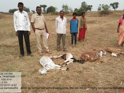 Wolf slaughtered by wolves | लांडग्याने केल्या शेळ्या फस्त