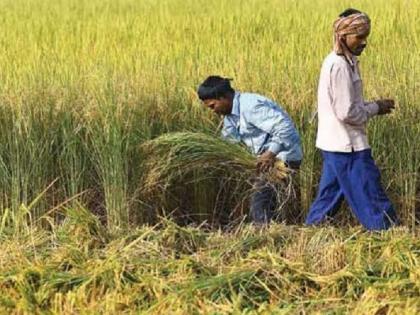 Due to lockdown, rabi season harvesting and selling on 1.5 lakh hectares is stalled | लॉकडाऊनमुळे दीड लाख हेक्टरवर रब्बी हंगाम कापणी-विक्री रखडत रखडतच