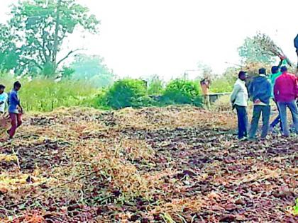 Residential students are taken to Dhanora Ashram School in Chopda taluka for agricultural work | चोपडा तालुक्यातील धानोरा आश्रमशाळेत निवासी विद्यार्थ्यांना नेले जाते चक्क शेती कामाला