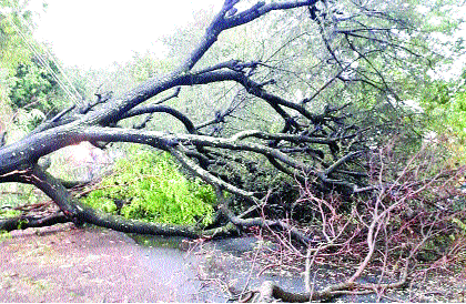  Patala wind storm hits | पाटणला वादळी वाऱ्याचा तडाखा