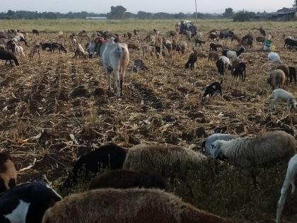 Farmers worry about cattle feed | गुरांचा चाऱ्यासाठी शेतकरी चिंताग्रस्त