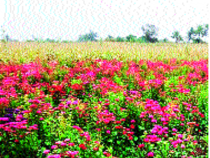 One and a half million organic flowers in acreage | एकरात साडेसात लाखांची सेंद्रिय फूलशेती